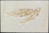 Multiple Knightia Fossil Fish Plate - x #42386-1